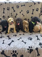 Hunter , a male Poodle - Standard  for sale in Benton, AR – 6 of 9