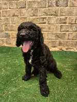 Greg, a male Poodle - Standard  for sale in Benton, AR – 6 of 9