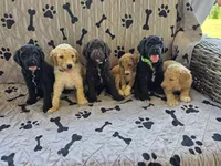 Timmy , a male Poodle - Standard  for sale in Benton, AR – 7 of 10