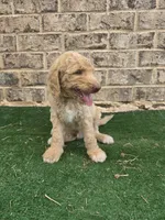 Sunny , a male Poodle - Standard  for sale in Benton, AR – 6 of 10