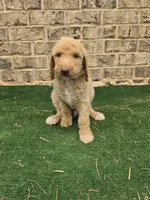 Sunny , a male Poodle - Standard  for sale in Benton, AR – 4 of 10