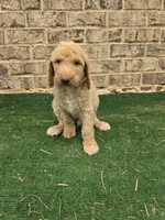 Sunny , a male Poodle - Standard  for sale in Benton, AR – 5 of 10