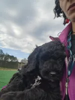 Chunky, a female Sheepadoodle for sale in Benton, AR – Photo 8 of 10