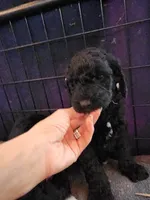 Chunky, a female Sheepadoodle for sale in Benton, AR – Photo 1 of 10