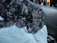 Chunky, a female Sheepadoodle for sale in Benton, AR – Photo 7 of 10