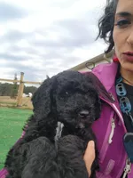 Chunky, a female Sheepadoodle for sale in Benton, AR – Photo 10 of 10