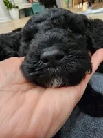 Chunky, a female Sheepadoodle for sale in Benton, AR – Photo 5 of 10