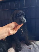 Chunky, a female Sheepadoodle for sale in Benton, AR – Photo 2 of 10