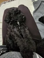 Chunky, a female Sheepadoodle for sale in Benton, AR – Photo 4 of 10