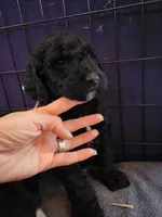 Chunky, a female Sheepadoodle for sale in Benton, AR – Photo 3 of 10