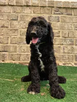 Timmy , a male Poodle - Standard  for sale in Benton, AR – 1 of 10