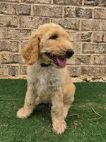 Hunter , a male Poodle - Standard  for sale in Benton, AR – 7 of 9