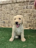 Aqua, a female Poodle - Standard  for sale in Benton, AR – 4 of 10