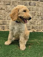 Hunter , a male Poodle - Standard  for sale in Benton, AR – 9 of 9