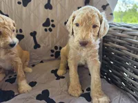 Sunny , a male Poodle - Standard  for sale in Benton, AR – 10 of 10