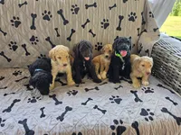 Timmy , a male Poodle - Standard  for sale in Benton, AR – 9 of 10