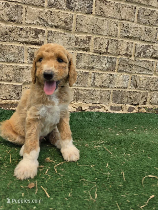 Minimums – Poodle - Standard  puppy for sale in Benton, AR