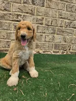 Minimums, a male Poodle - Standard  for sale in Benton, AR – 1 of 10