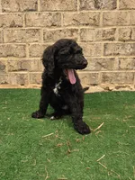 Greg, a male Poodle - Standard  for sale in Benton, AR – 5 of 9