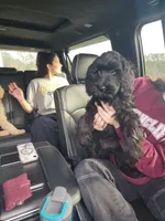 ROSE, a female Sheepadoodle for sale in Benton, AR – 7 of 10