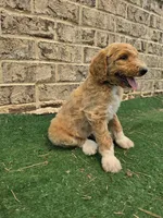 Minimums, a male Poodle - Standard  for sale in Benton, AR – 3 of 10