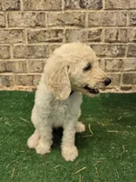 Pearl, a female Poodle - Standard  for sale in Benton, AR – 5 of 7