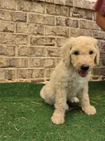 Aqua, a female Poodle - Standard  for sale in Benton, AR – 8 of 10