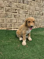 Minimums, a male Poodle - Standard  for sale in Benton, AR – 4 of 10