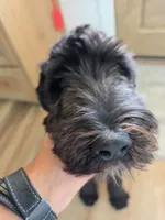 ROSE, a female Sheepadoodle for sale in Benton, AR – 4 of 10