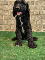 Timmy , a male Poodle - Standard  for sale in Benton, AR – 10 of 10