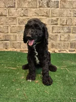 Timmy , a male Poodle - Standard  for sale in Benton, AR – 2 of 10