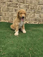 Minimums, a male Poodle - Standard  for sale in Benton, AR – 5 of 10