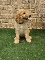 Jewel , a female Poodle - Standard  for sale in Benton, AR – 6 of 9