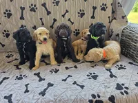 Greg, a male Poodle - Standard  for sale in Benton, AR – 4 of 9