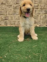 Jewel , a female Poodle - Standard  for sale in Benton, AR – 5 of 9