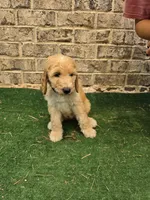 Jewel , a female Poodle - Standard  for sale in Benton, AR – 8 of 9