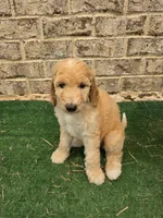 Jewel , a female Poodle - Standard  for sale in Benton, AR – 2 of 9