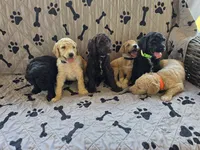 Hunter , a male Poodle - Standard  for sale in Benton, AR – 8 of 9