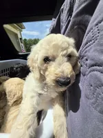 Aqua, a female Poodle - Standard  for sale in Benton, AR – 5 of 10