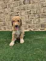 Minimums, a male Poodle - Standard  for sale in Benton, AR – 6 of 10