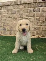 Aqua, a female Poodle - Standard  for sale in Benton, AR – 3 of 10
