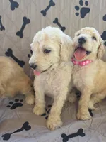 Pearl, a female Poodle - Standard  for sale in Benton, AR – 2 of 7