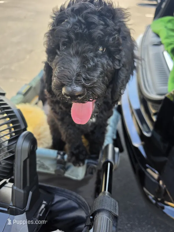 Greg – Poodle - Standard  puppy for sale in Benton, AR