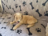Hunter , a male Poodle - Standard  for sale in Benton, AR – 5 of 9