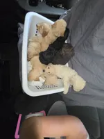 Hunter , a male Poodle - Standard  for sale in Benton, AR – 3 of 9