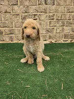 Sunny , a male Poodle - Standard  for sale in Benton, AR – 3 of 10