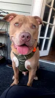 Rocky , a male American Bully for sale in Brooklyn Park, MD – 4 of 6