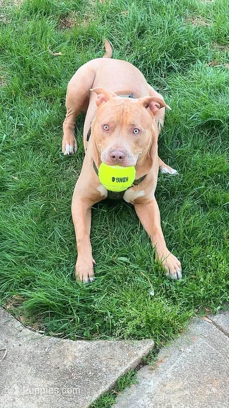 Rocky  – American Bully puppy for sale in Brooklyn Park, MD