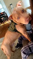 Rocky , a male American Bully for sale in Brooklyn Park, MD – 2 of 6