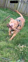 Rocky , a male American Bully for sale in Brooklyn Park, MD – 6 of 6